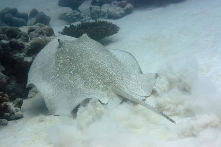 Big Stingray. Maldives. Indian ocean. Addu atoll.