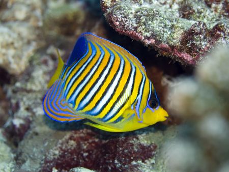 Tropical fish Royal Angelfish (Pygoplites diacanthus). Maldives. Indian ocean. Addu atoll.