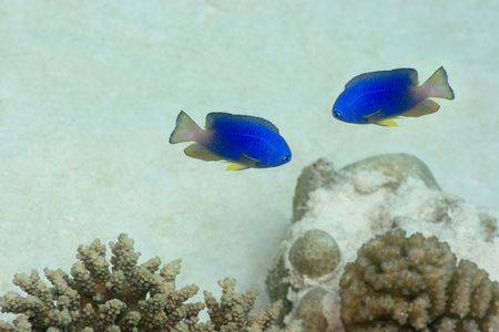 Couple of tropical fishes. Maldives. Indian ocean.の写真素材