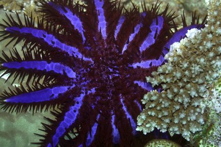 Crown of Thorns (Acanthaster planci). Maldives. Indian ocean. Addu atoll.の写真素材