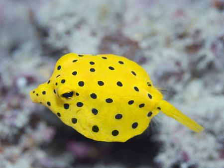 Small boxfish underwater close-up. Celebes sea. Sipadan.の写真素材