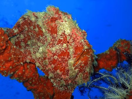 Tropical fish Stonefish underwater. Sipadan. Celebes seaの写真素材