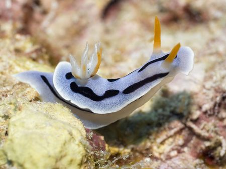 Nudibranch on a coral close-up. Sipadan. Celebes seaの写真素材