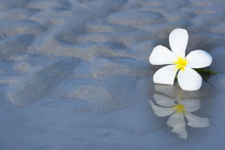 Reflection of tropical flower Plumeria with copy-space.の写真素材