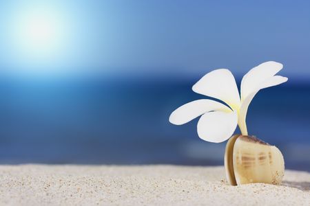 Tropical flower Plumeria alba and seashell on the sandy beachの写真素材