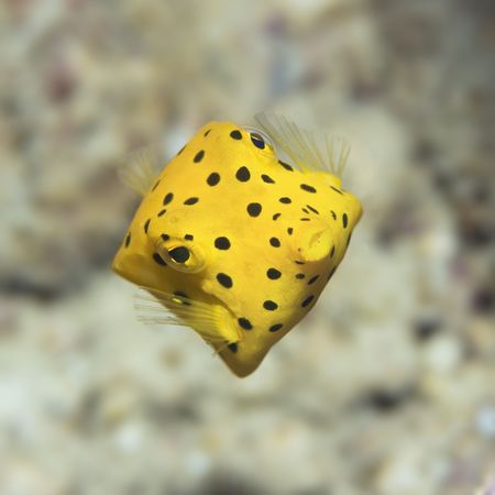 Small boxfish underwater close-up. Celebes sea. Sipadan.の写真素材
