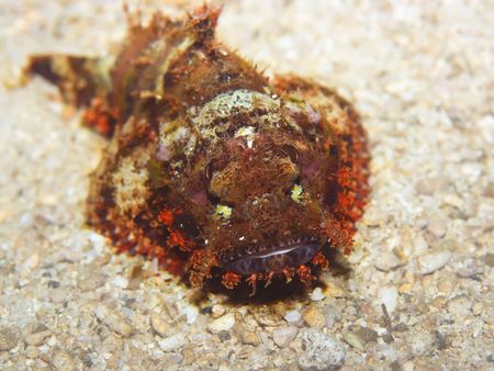 Scorpionfish on the bottom underwater.の写真素材
