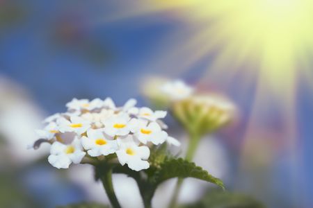 White Lantana flowers on sunny sky backgroundの写真素材