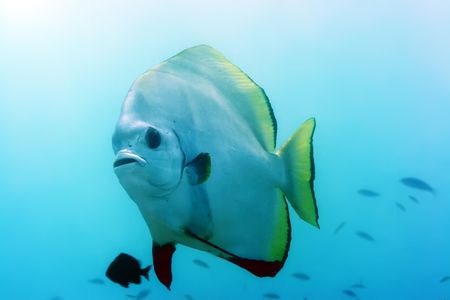 Tropical fish Batfish underwater. Borneo islandの写真素材