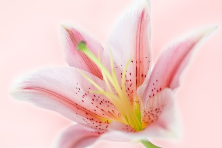 Lily flower over abstract pink backgroundの写真素材