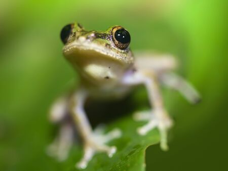 Tree frog close-up on green leaf. Shallow dofの写真素材