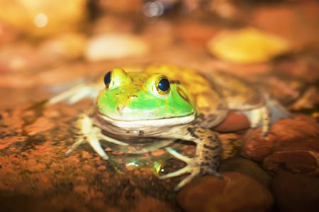 American bullfrog (Rana catesbeiana)の写真素材