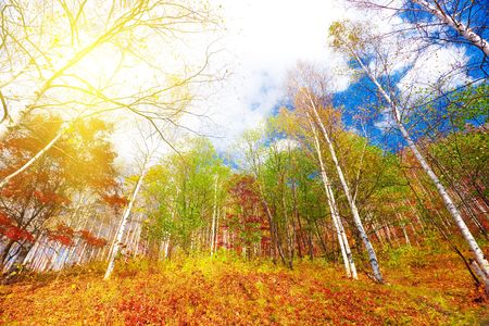 Colorful autumn forest with sunny skyの写真素材