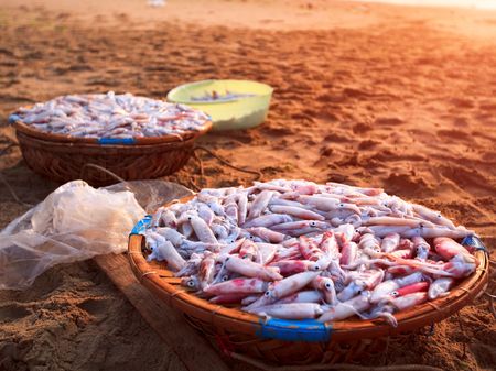 squid in basket on fish market. Vietnamの写真素材