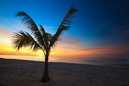 Beautiful sunrise over the ocean with palmtree on foregroundの写真素材