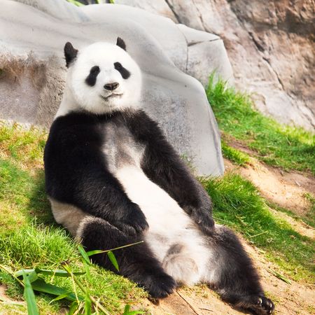 Giant panda is sitting on the green grassの写真素材