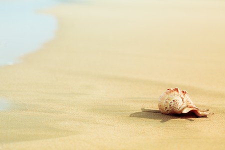 Seashell on the tropical beach close to waterの写真素材