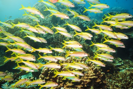 School of yellowfin goatfish (Mulloidichthys vanicolensis) underwater. Andaman sea
の写真素材