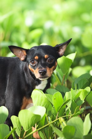 Toy terrier dog in a green grassの写真素材