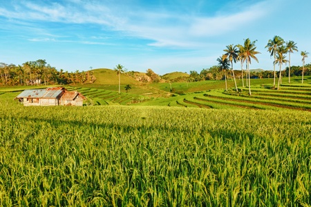 Paddy rice field at day time. Bohol. Philippinesの写真素材