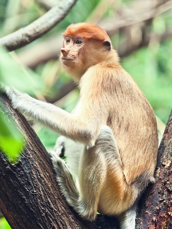 Proboscis monkey (Nasalis larvatus) or long-nosed monkeyの写真素材