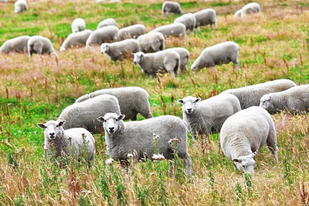 Flock of sheeps on the meadowの写真素材