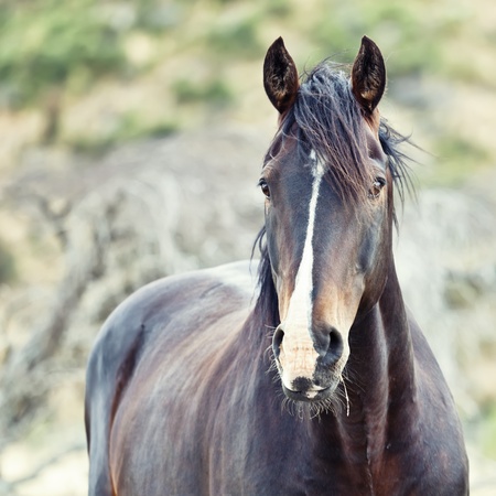 Horse portrair on natural backgroundの写真素材