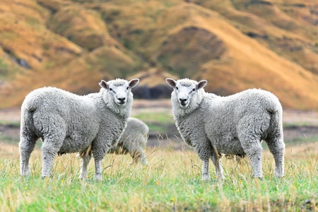 Flock of sheeps on the meadowの写真素材