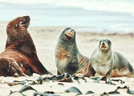 Wildlife photo of a New Zealand sea lionsの写真素材