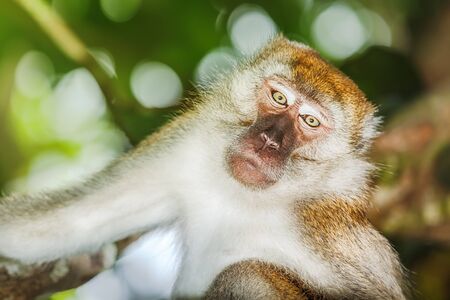 Portrait of the funny monkey の写真素材