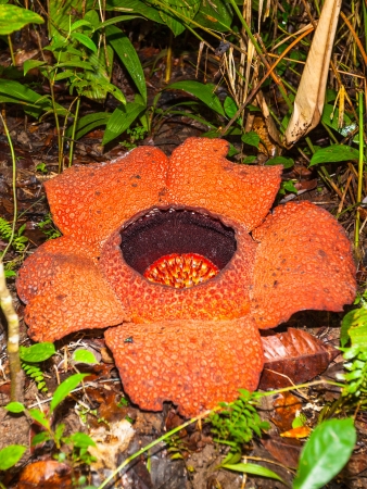 Big flower Rafflesia  Malaisia  Borneo  Sabahの写真素材