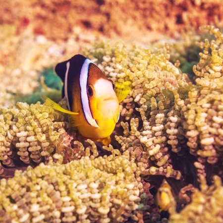 Anemone and Yellowtail clownfish close-up の写真素材