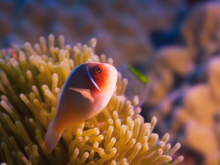 Anemone and Pink clownfish close-up の写真素材