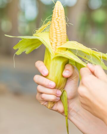Hands holding ear of steamed cornの写真素材