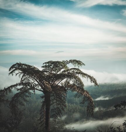 Foggy morning at Horton Plains. Fern on the foreground