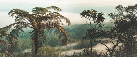 Foggy morning at Horton Plains. Fern on the foreground. Panoramaの写真素材