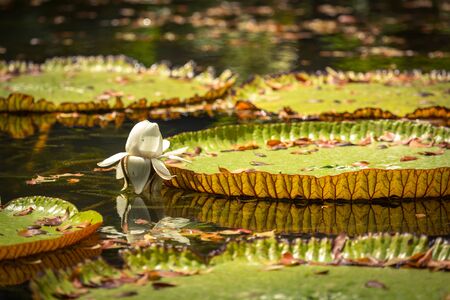 Giant Waterlilies in Mauritius Botanical gardens の写真素材