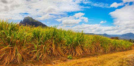 Beautiful landscape. View of a sugarcane and mountains. Mauritius island. Panoramaの写真素材