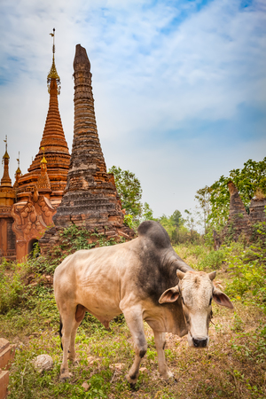 Buddhist temple Sankar.  Zebu on the foreground. Shan state. Myanmar. の写真素材