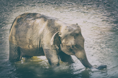 Elephant bathing in a river. Sri Lanka. Tonedの写真素材