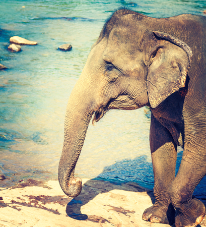 Elephant cub bathing in a river. Sri Lanka. Tonedの写真素材