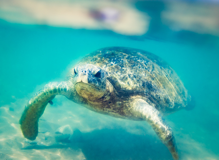 Turtle at Hikkaduwa beach. Sri Lanka
