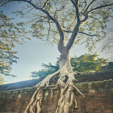 Ta Prohm temple at Angkor. Siem Reap. Cambodiaの写真素材