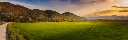 Beautiful landscape view of rice field and mountains at sunset. Panoramaの写真素材