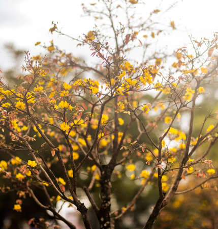 Apricot tree. Lunar new year flower marketの写真素材