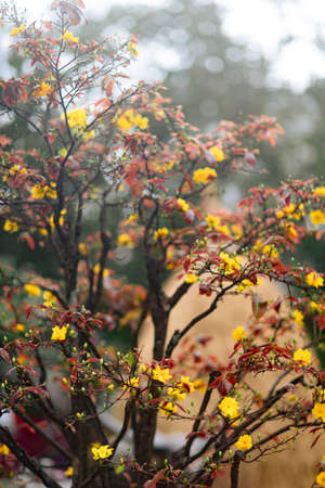 Lunar new year flower market and decorationsの写真素材