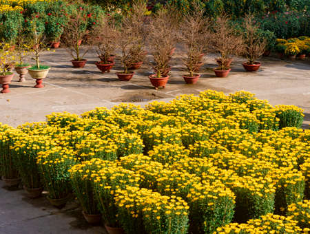 Lunar new year flower market and decorationsの写真素材