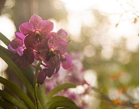 Orchid flowers closeup. Shallow depth of focusの写真素材