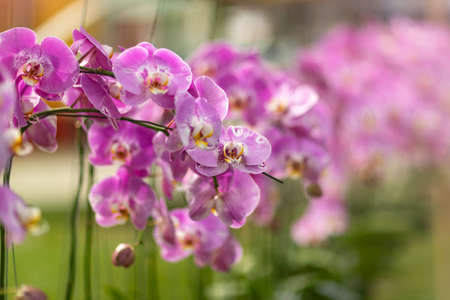 Orchid flowers closeup. Shallow depth of focusの写真素材