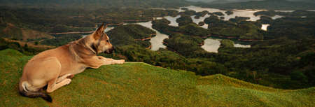 Amazing view of Ta Dung lake, dog on the foreground. Vietnam. Panorama landscapeの写真素材